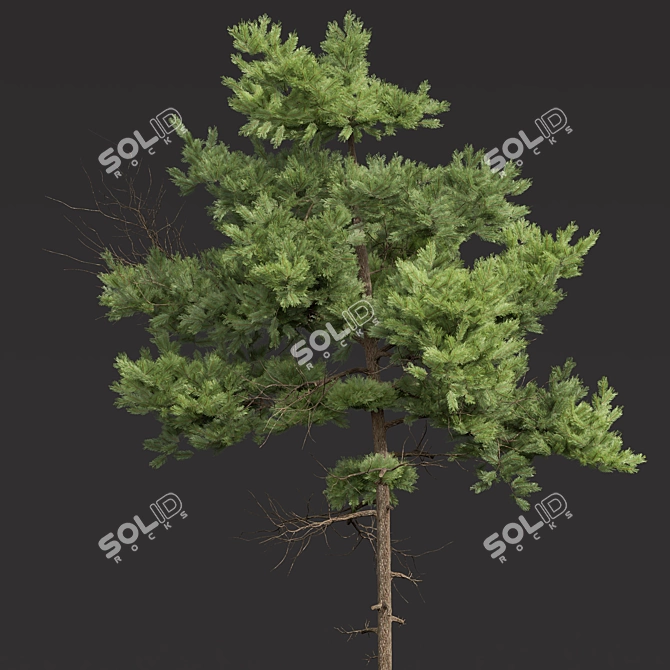 Forest Tree 3D Models Set 3D model image 2