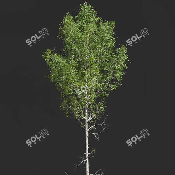Forest Tree 3D Models Set 3D model image 3