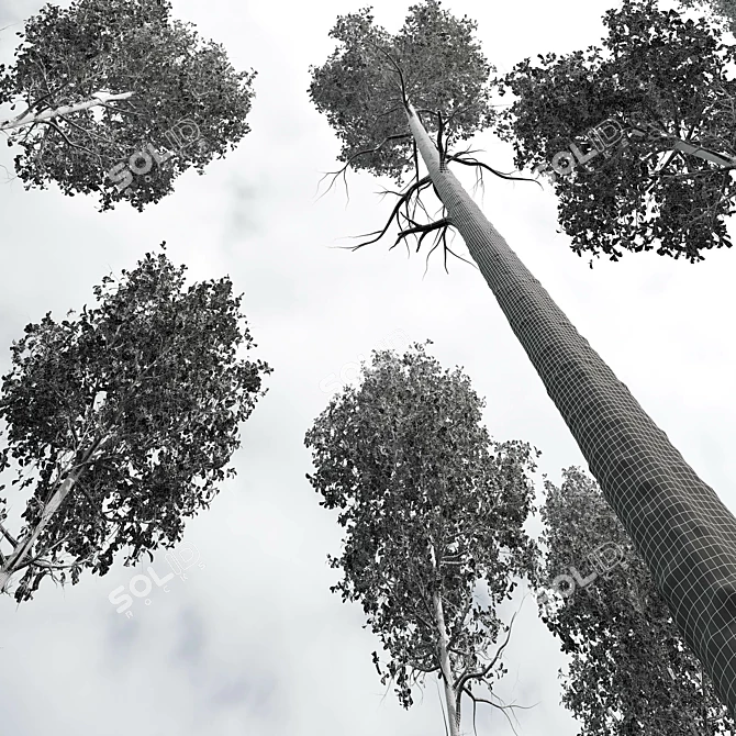 Forest Tree 3D Models Set 3D model image 5