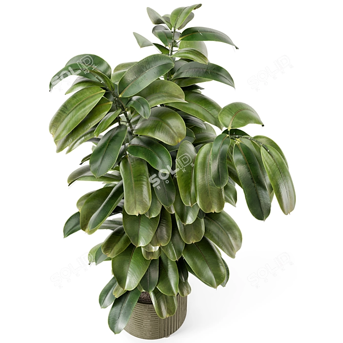 Rusty Concrete Pot Ficus Plant 3D model image 2