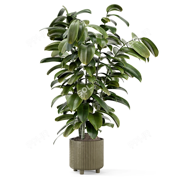 Rusty Concrete Pot Ficus Plant 3D model image 6