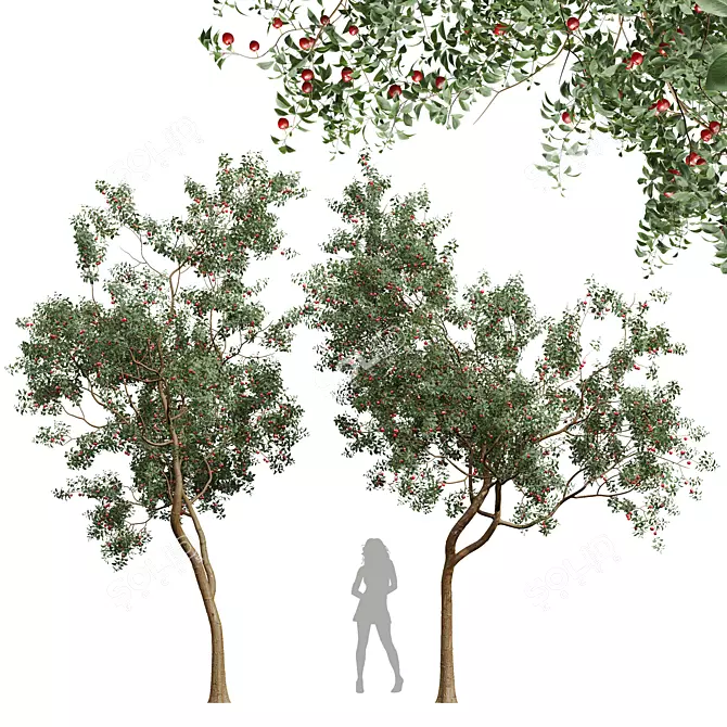 Chinese Sour Cherry Tree 3D Model 3D model image 1