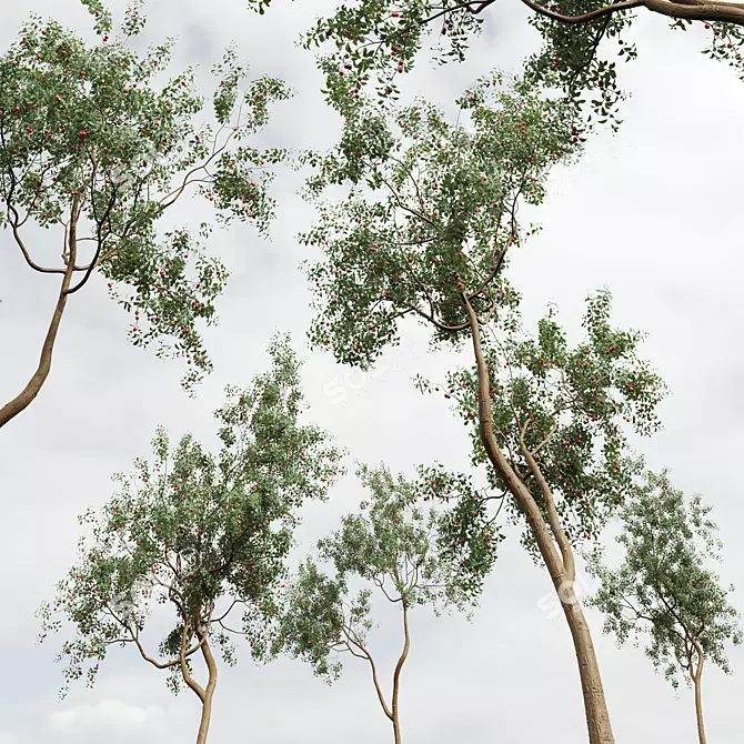 Chinese Sour Cherry Tree 3D Model 3D model image 4