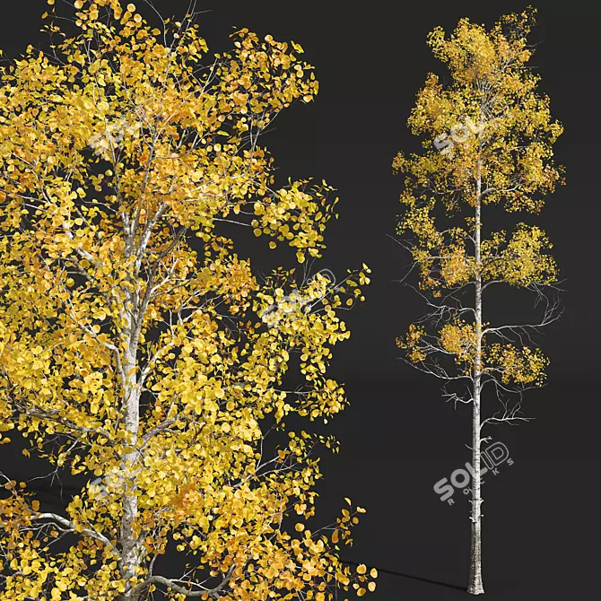 Trembling Aspen Tree 3D Model 3D model image 2