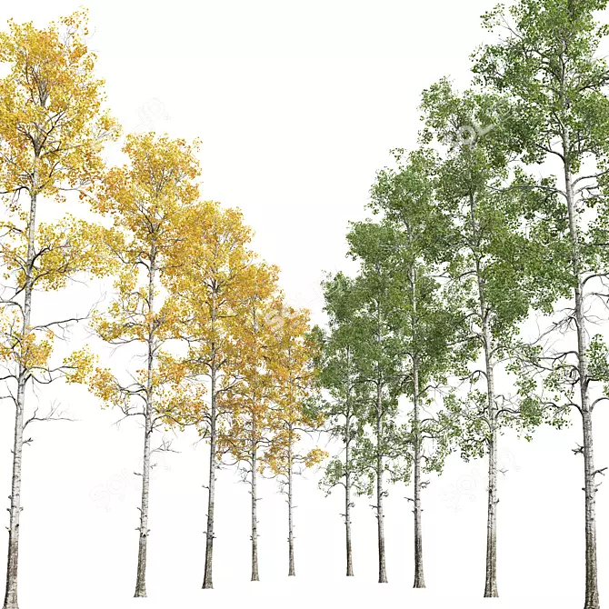 Trembling Aspen Tree 3D Model 3D model image 4