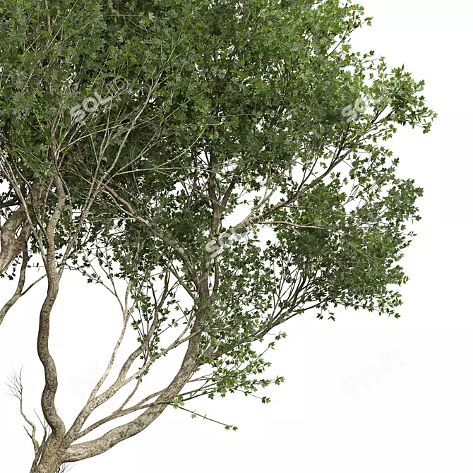 High Detail Sycamore Tree Model 3D model image 2