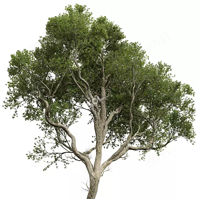 High Detail Sycamore Tree Model 3D model image 3