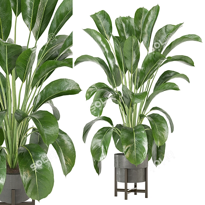 Corona Indoor Plants Collection 472 3D model image 1