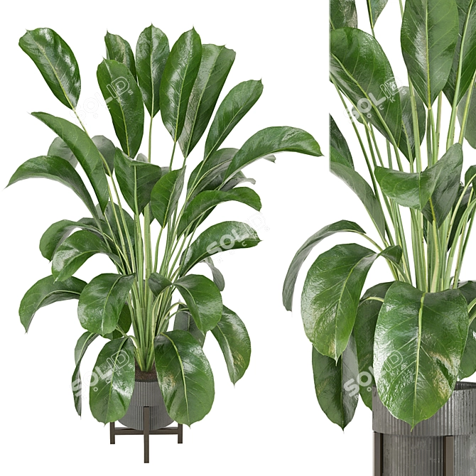 Corona Indoor Plants Collection 472 3D model image 2