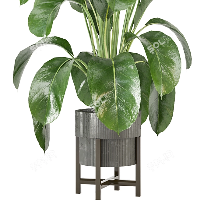 Corona Indoor Plants Collection 472 3D model image 3