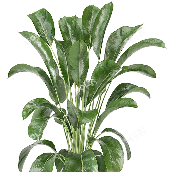 Corona Indoor Plants Collection 472 3D model image 4