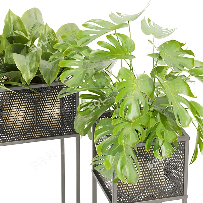 Indoor Plant Variety Collection Vol.375 3D model image 3