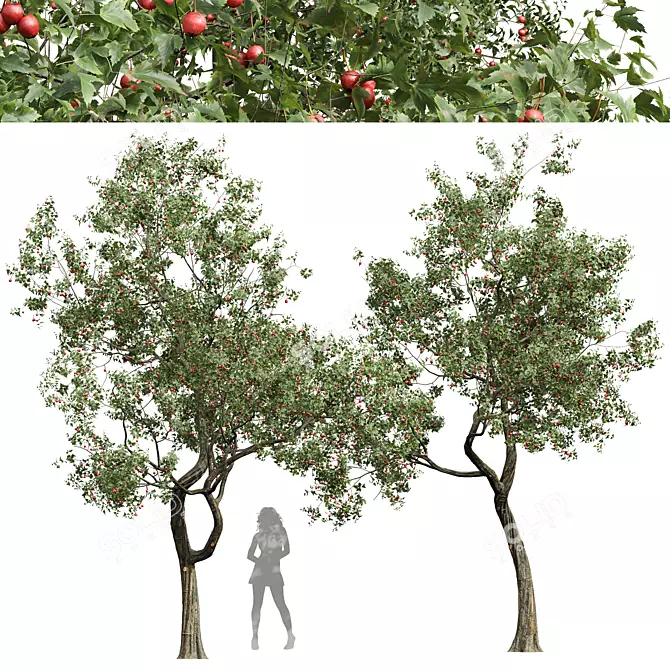 Chinese Crataegus Pinnatifida 3D Model 3D model image 1