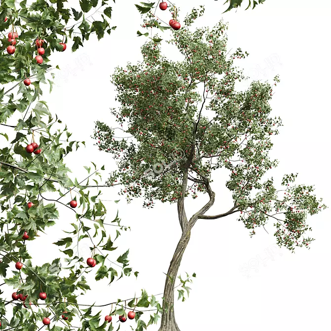 Chinese Crataegus Pinnatifida 3D Model 3D model image 2