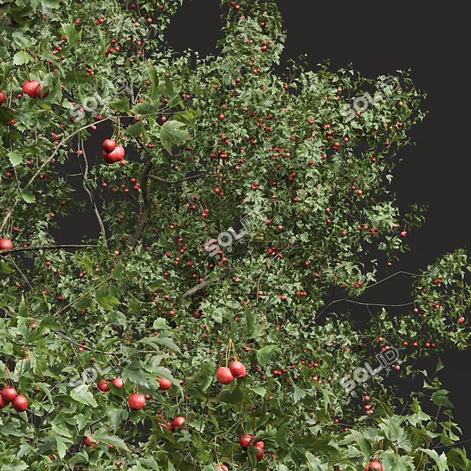 Chinese Crataegus Pinnatifida 3D Model 3D model image 3