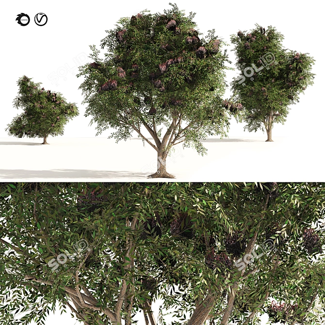Elderberry Trio 3D Tree Set 3D model image 1