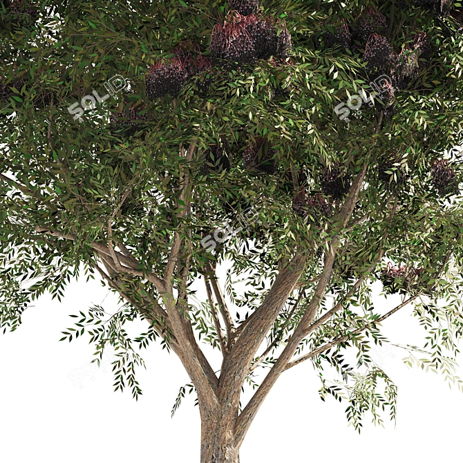Elderberry Trio 3D Tree Set 3D model image 2
