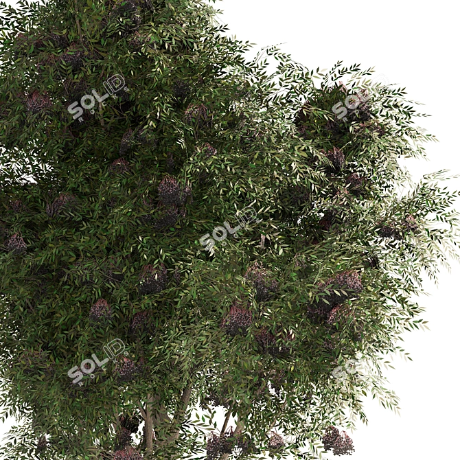 Elderberry Trio 3D Tree Set 3D model image 3