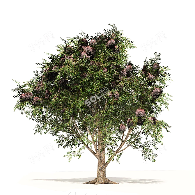Elderberry Trio 3D Tree Set 3D model image 5