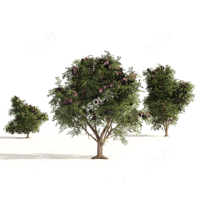Elderberry Trio 3D Tree Set 3D model image 6