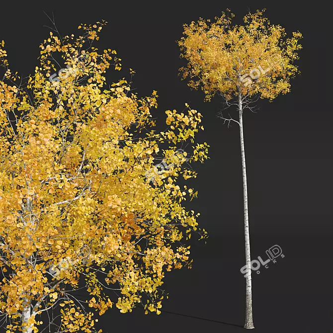 Aspen Tree 3D Model Bundle 3D model image 2