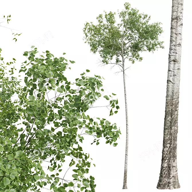 Aspen Tree 3D Model Bundle 3D model image 3