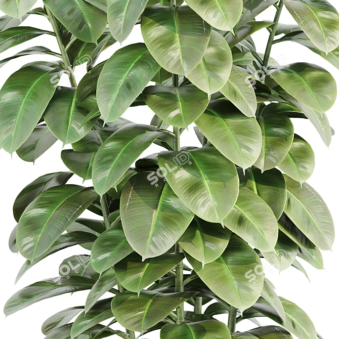 Rubber Plant 3D Model Vol.126 3D model image 2