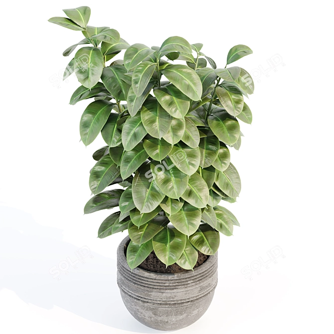 Rubber Plant 3D Model Vol.126 3D model image 3