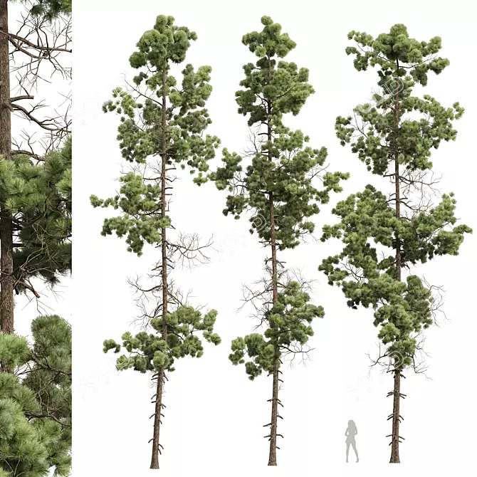 Premium Longleaf Pine 3D Models 3D model image 1