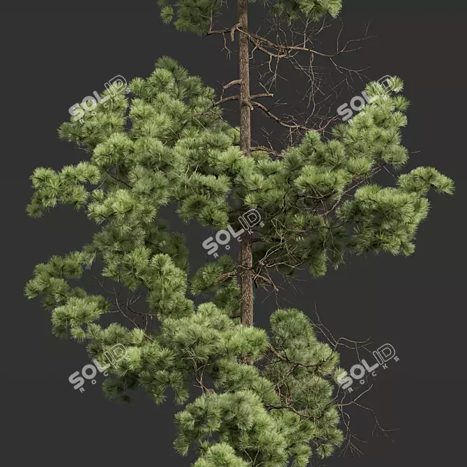 Premium Longleaf Pine 3D Models 3D model image 2