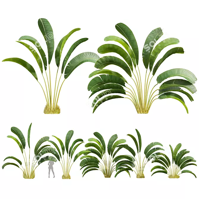 Strelitzia Nicolai Small 3D Models 3D model image 1