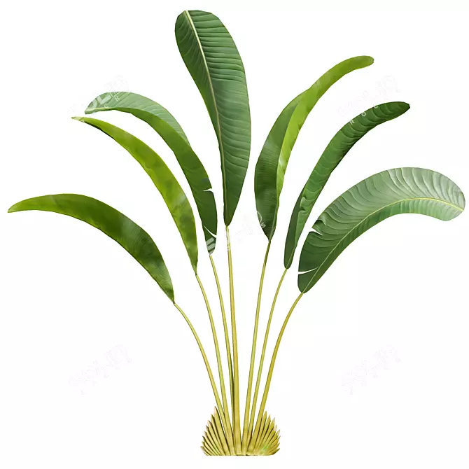 Strelitzia Nicolai Small 3D Models 3D model image 2