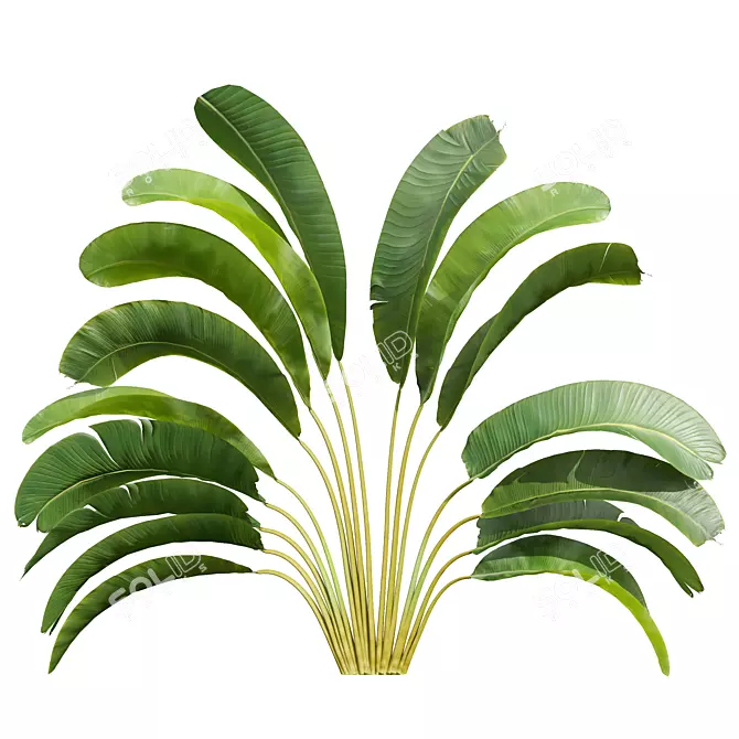 Strelitzia Nicolai Small 3D Models 3D model image 3