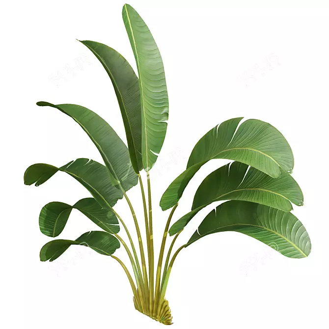 Strelitzia Nicolai Small 3D Models 3D model image 4