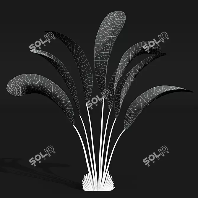 Strelitzia Nicolai Small 3D Models 3D model image 5