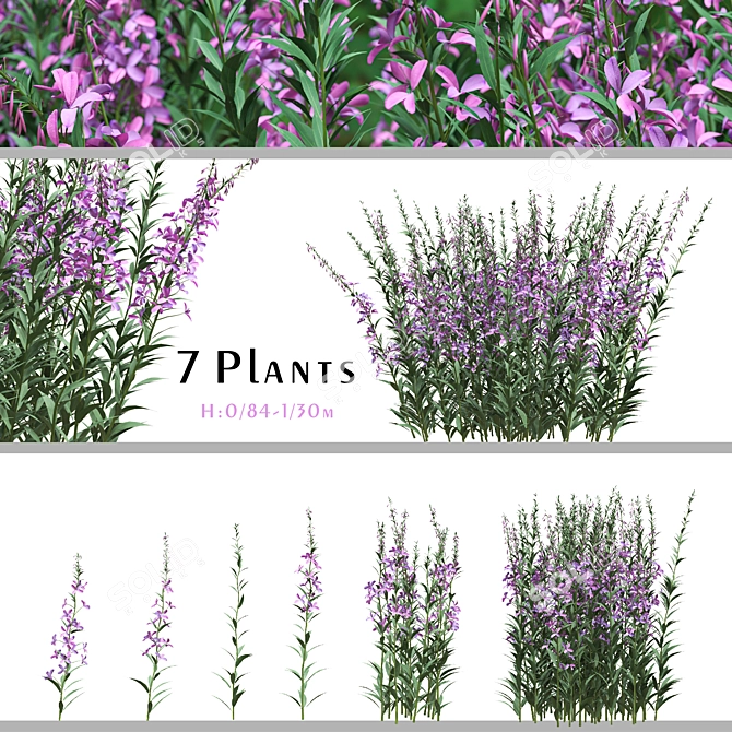 Native Willow Herb Plant Set 3D model image 1