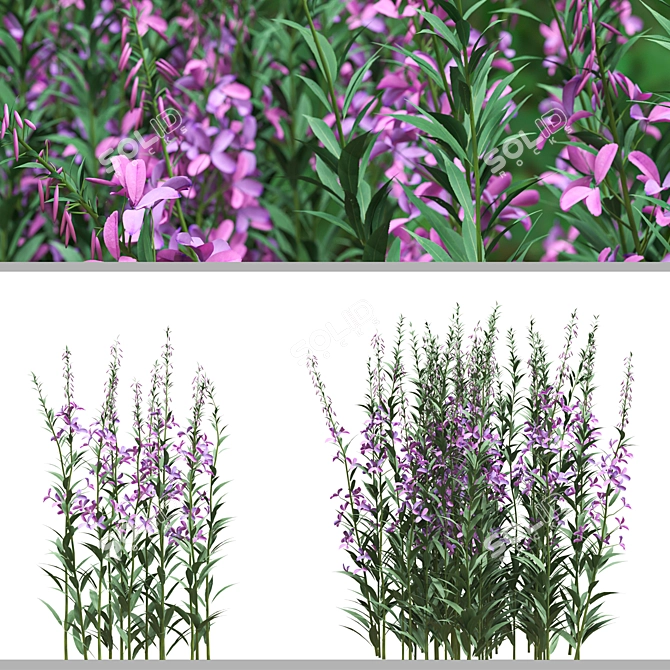 Native Willow Herb Plant Set 3D model image 2