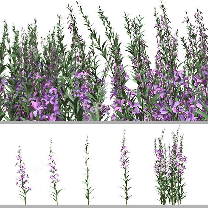 Native Willow Herb Plant Set 3D model image 5