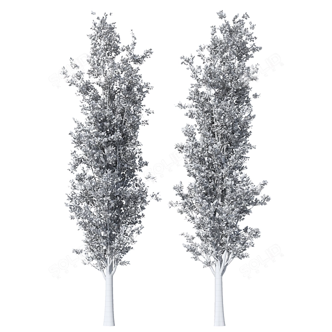 Detailed Populus Alba Trees Model 3D model image 2
