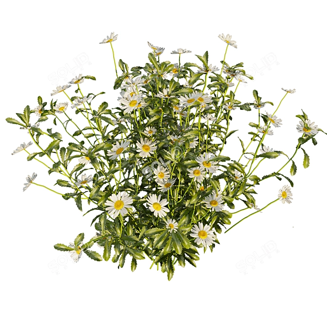 Chamomile Bush 3D Model.LoadScene 3D model image 4