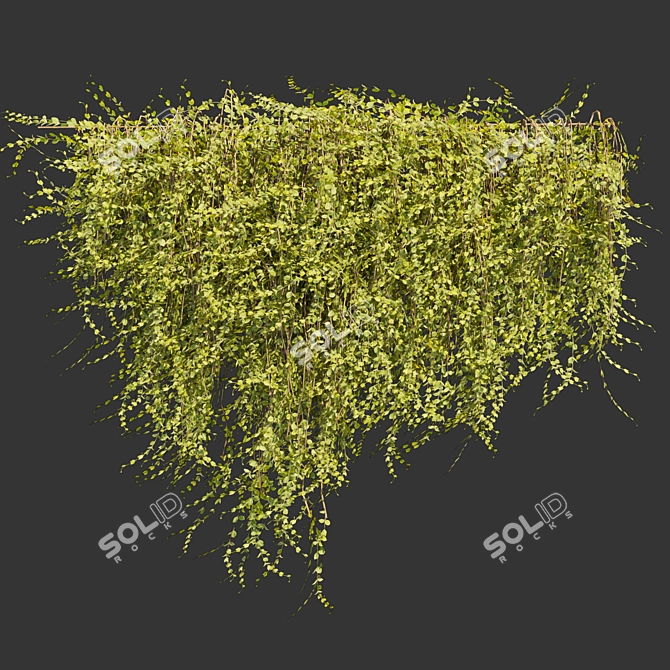 Outdoor Ivy Leaf Bush 3D 3D model image 4