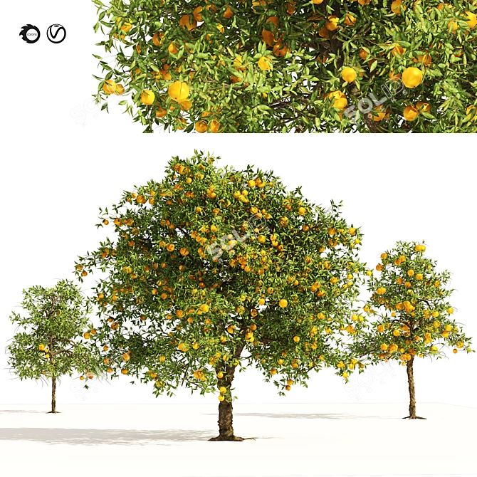 Realistic Orange Fruit Tree Models 3D model image 1