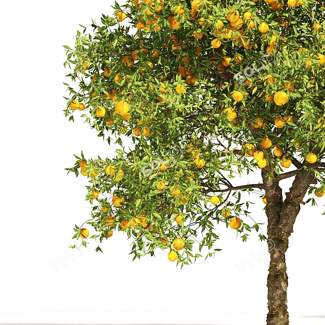 Realistic Orange Fruit Tree Models 3D model image 2