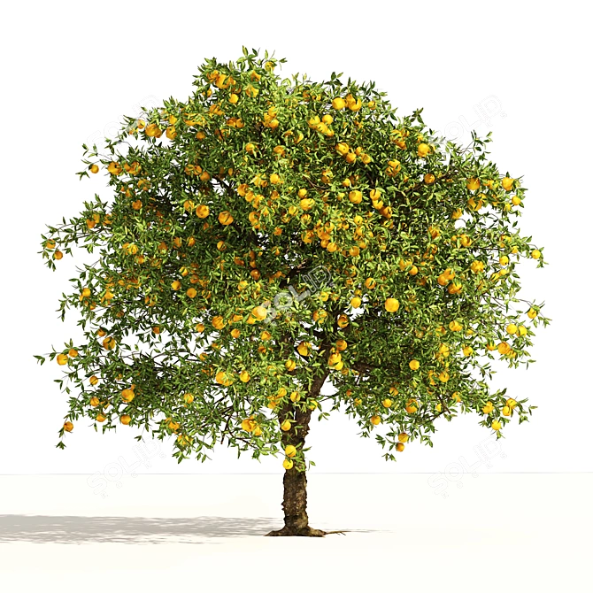 Realistic Orange Fruit Tree Models 3D model image 3