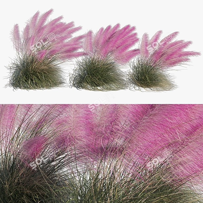 Pink Muhly Grass 3D Model 3D model image 1