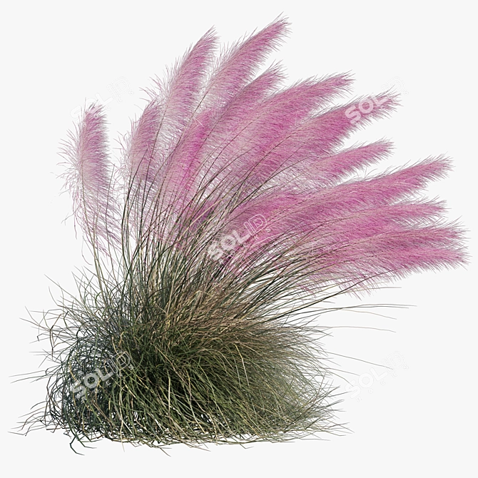 Pink Muhly Grass 3D Model 3D model image 2