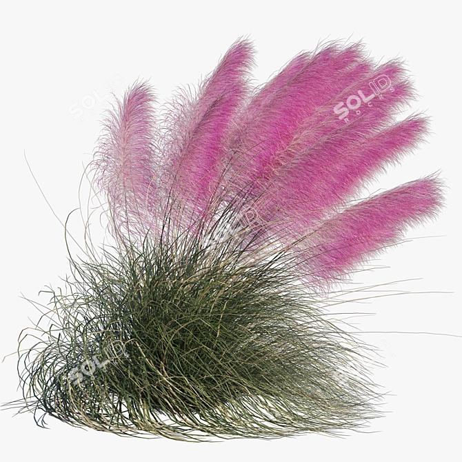 Pink Muhly Grass 3D Model 3D model image 3