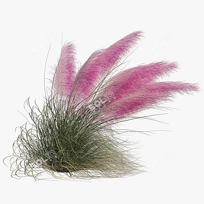 Pink Muhly Grass 3D Model 3D model image 4