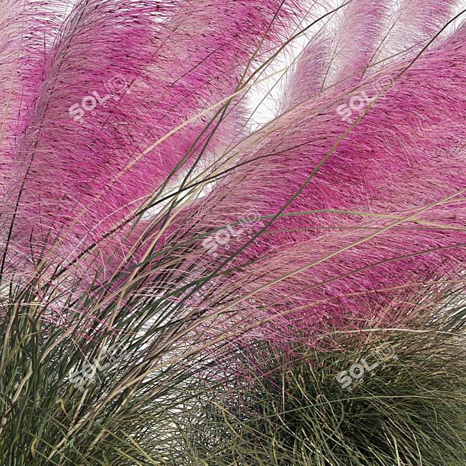 Pink Muhly Grass 3D Model 3D model image 7