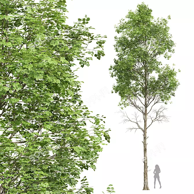 Detailed Fagus Sylvatica Tree Model 3D model image 1